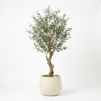 180cm artificial olive tree in a cream stoneware planter on a white background