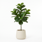 180cm artificial fiddle leaf fig in a cream stoneware planter on a white background
