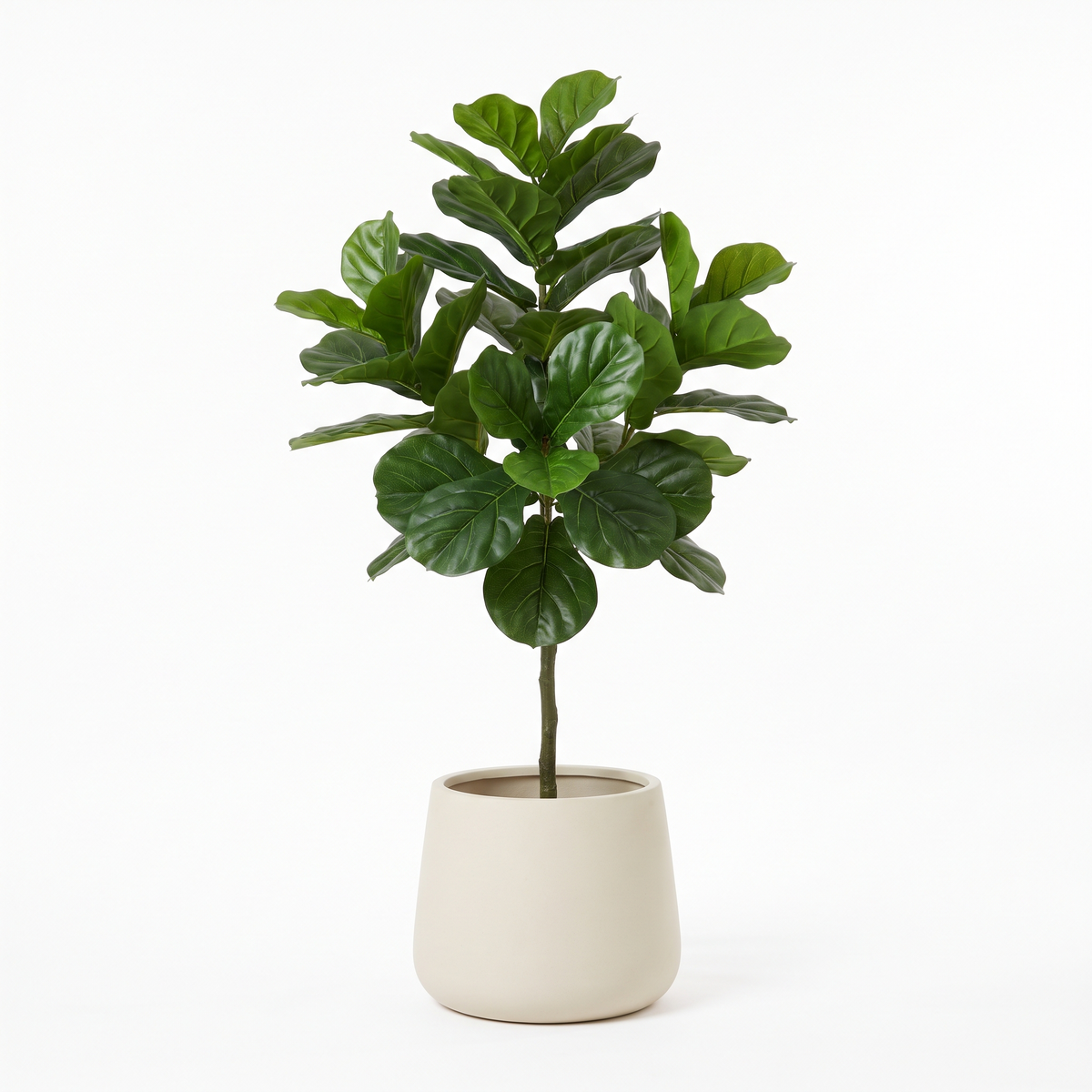 180cm artificial fiddle leaf fig in a cream stoneware planter on a white background