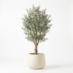 240cm artificial olive tree in a cream stoneware planter on a white background