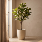 Artificial fiddle leaf fig beside a window with a linen curtain