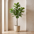 Artificial fiddle leaf fig standing in a plaster walled alcove