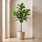 Artificial fiddle leaf fig standing in a plaster walled alcove