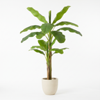 240cm artificial banana tree in a cream stoneware planter on a white background