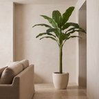 Artificial banana tree in a bright living room with a travertine floor