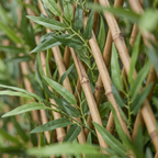 Close detail of artificial bamboo canes and leaves