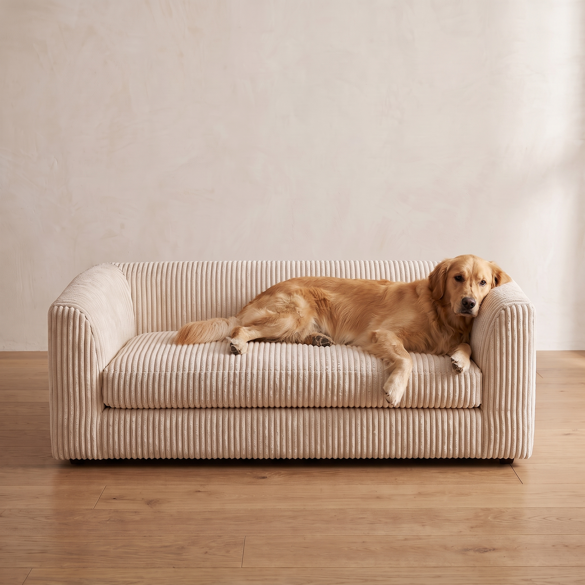 Golden retriever lying along the Atelieree Marlowe corduroy pet couch